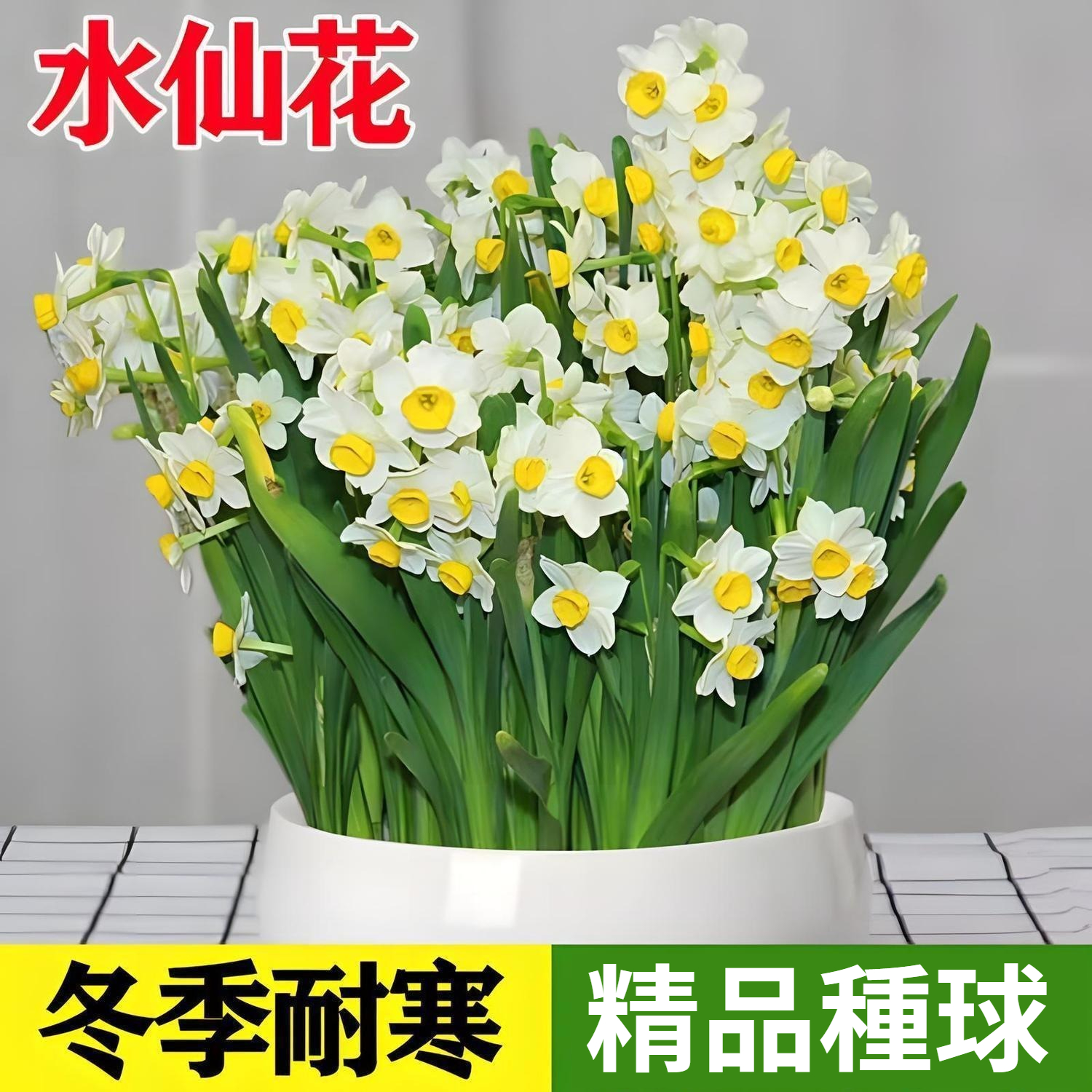 【比香水還香，盛開在冬天，新手也能輕鬆養爆花，种一次年年有花看】重辦洋水仙，耐寒易養，不挑環境，水培土培都可以，現在種下，過年就開花，滿屋飄香，清新怡人！